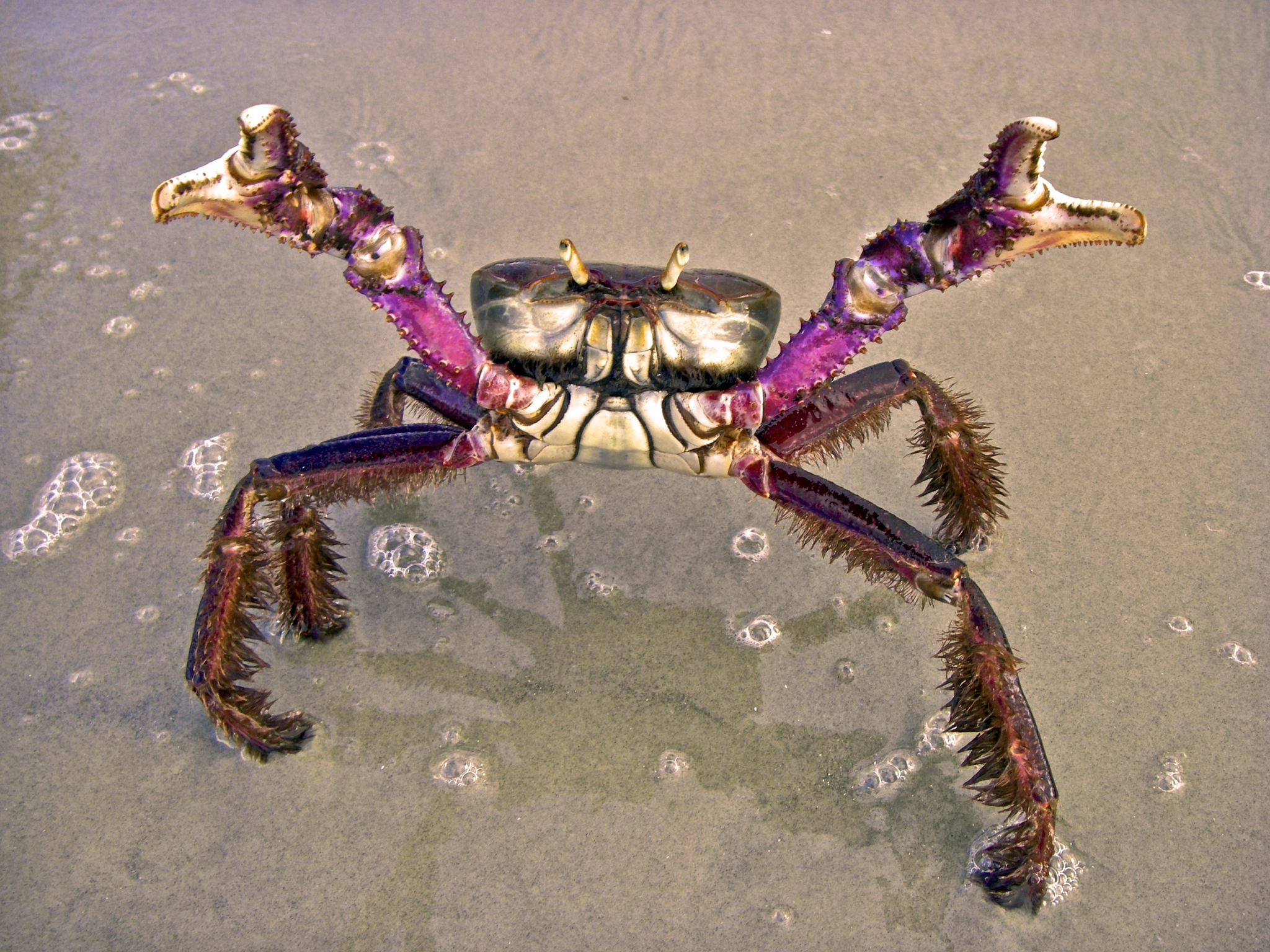 Purple Mangrove Crab (Ucides cordatus) by Pedro Bernardo - Photo ...