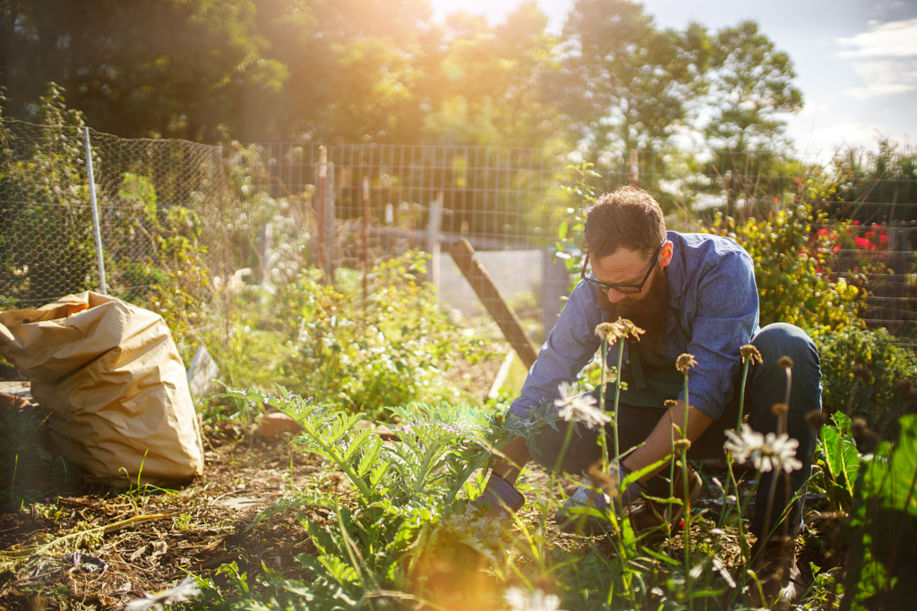 man planting crops in communal garden by Joshua Resnick on 500px.com