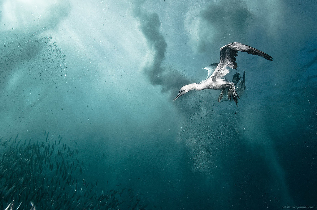 plunge diver by Alexander Safonov on 500px.com