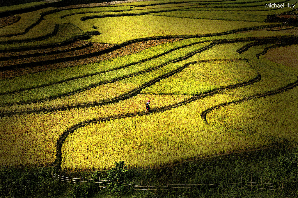 Rice Visit by Michael Huy  on 500px.com