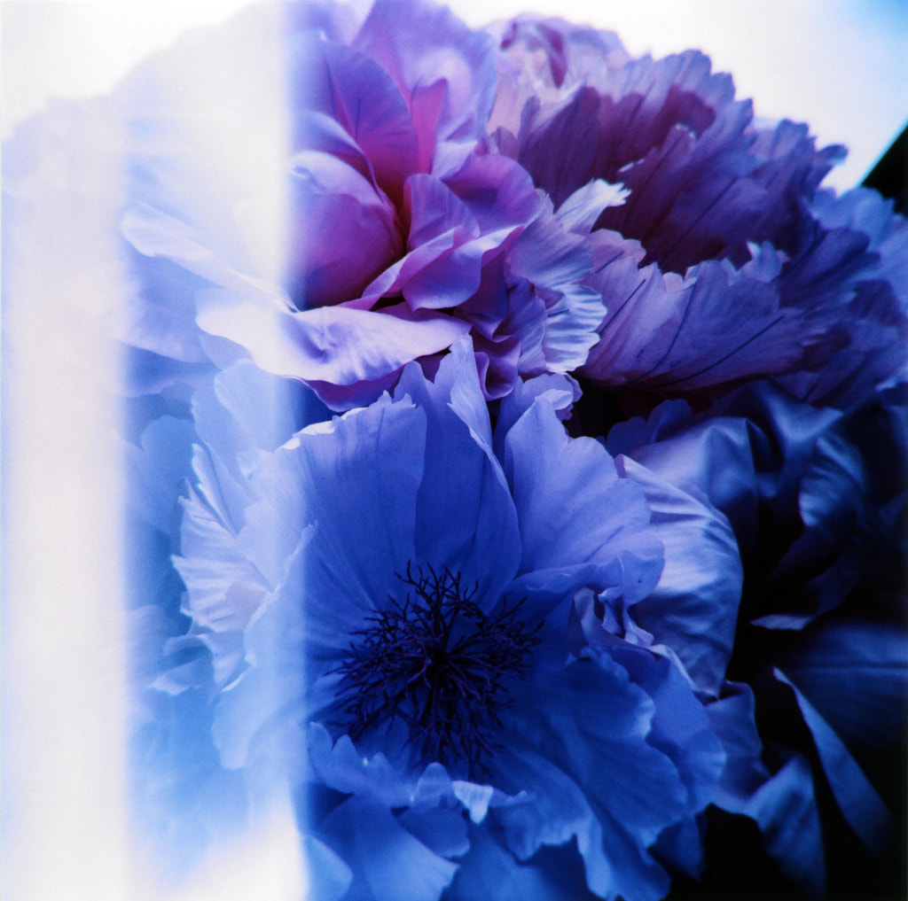 Blooming paper by Ale Di Gangi on 500px.com