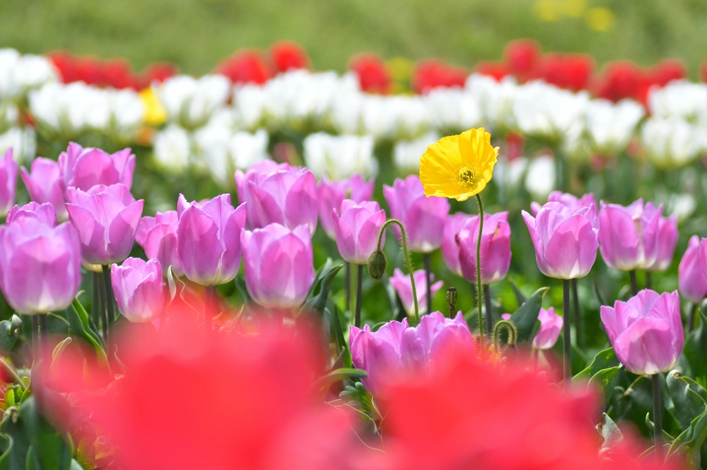 Stands out by kazumi Ishikawa on 500px.com
