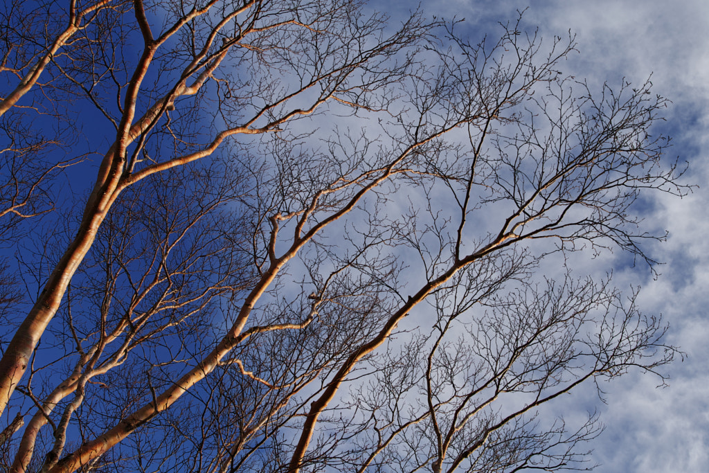 500px.comのfotois youさんによるJapanese white birch - Fukushima - Japan