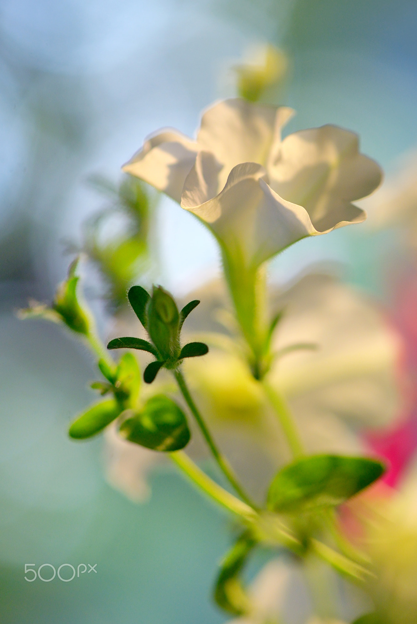 Petunia flowers in summer time