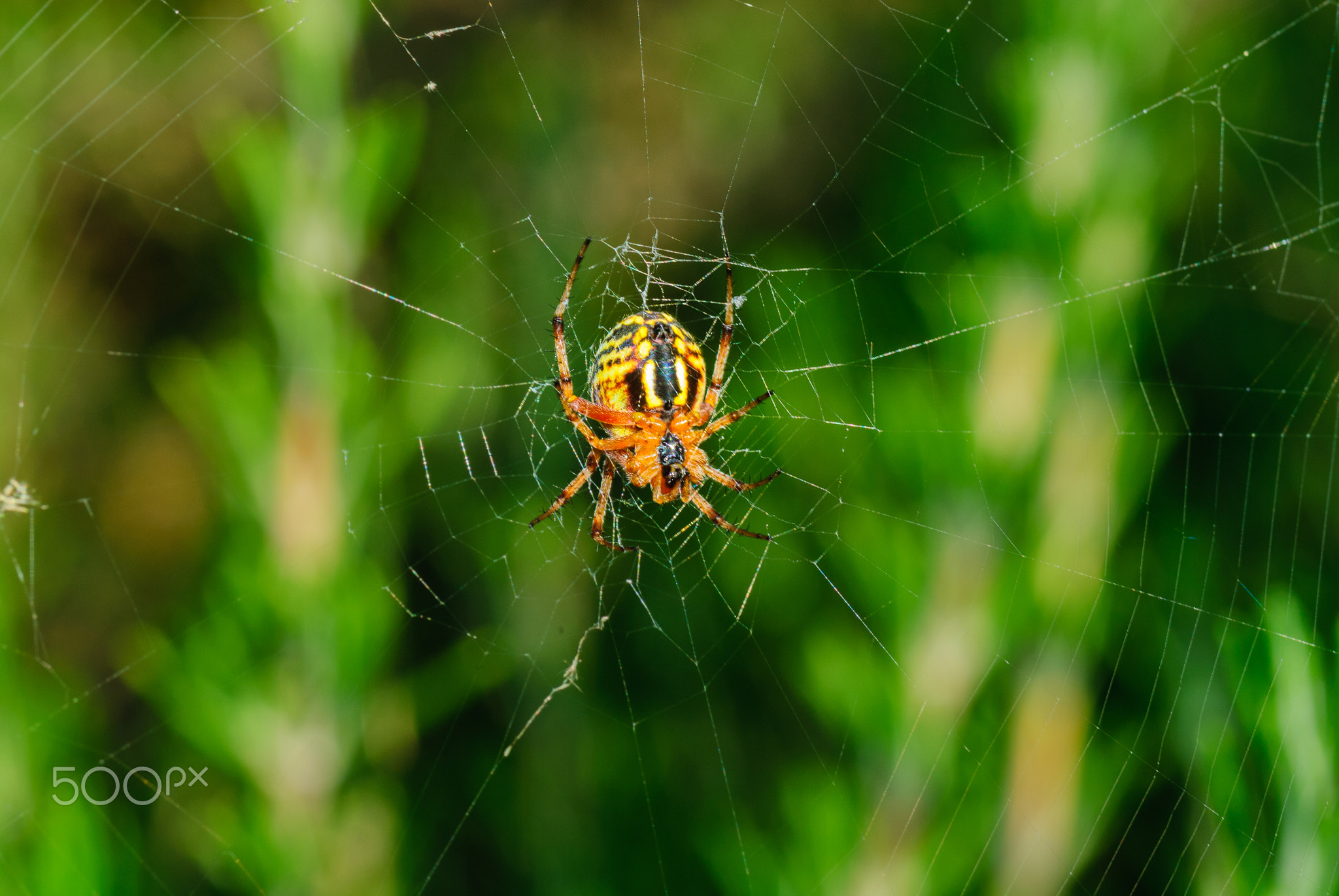 Spider on web