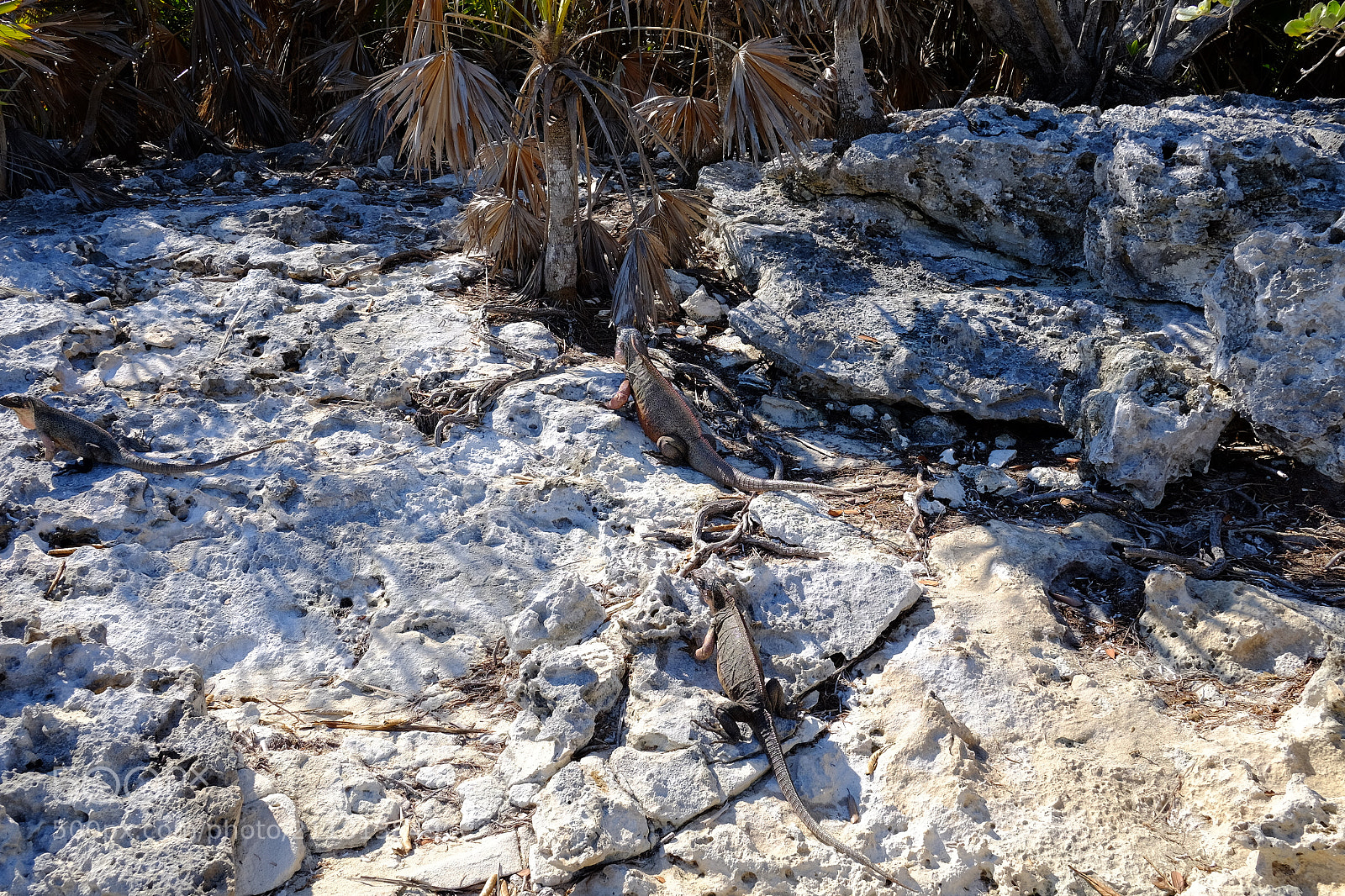 Fujifilm X-T1 sample photo. Exuma, iguana beach photography