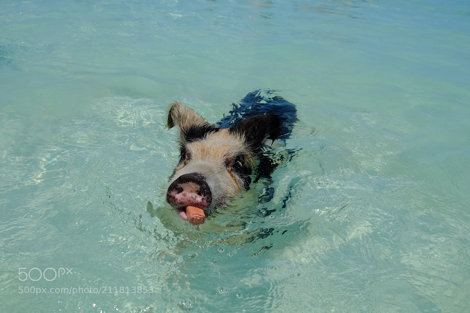 Fujifilm X-T1 sample photo. Exuma, swimming pigs photography