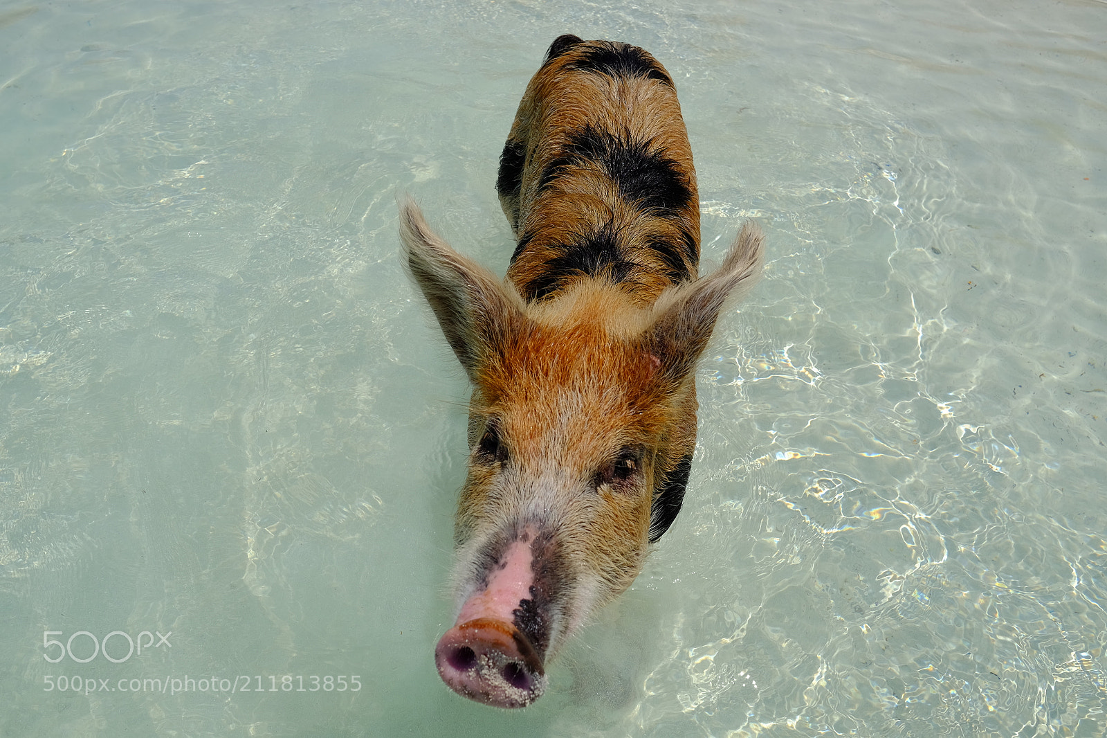 Fujifilm X-T1 sample photo. Exuma, swimming pigs photography