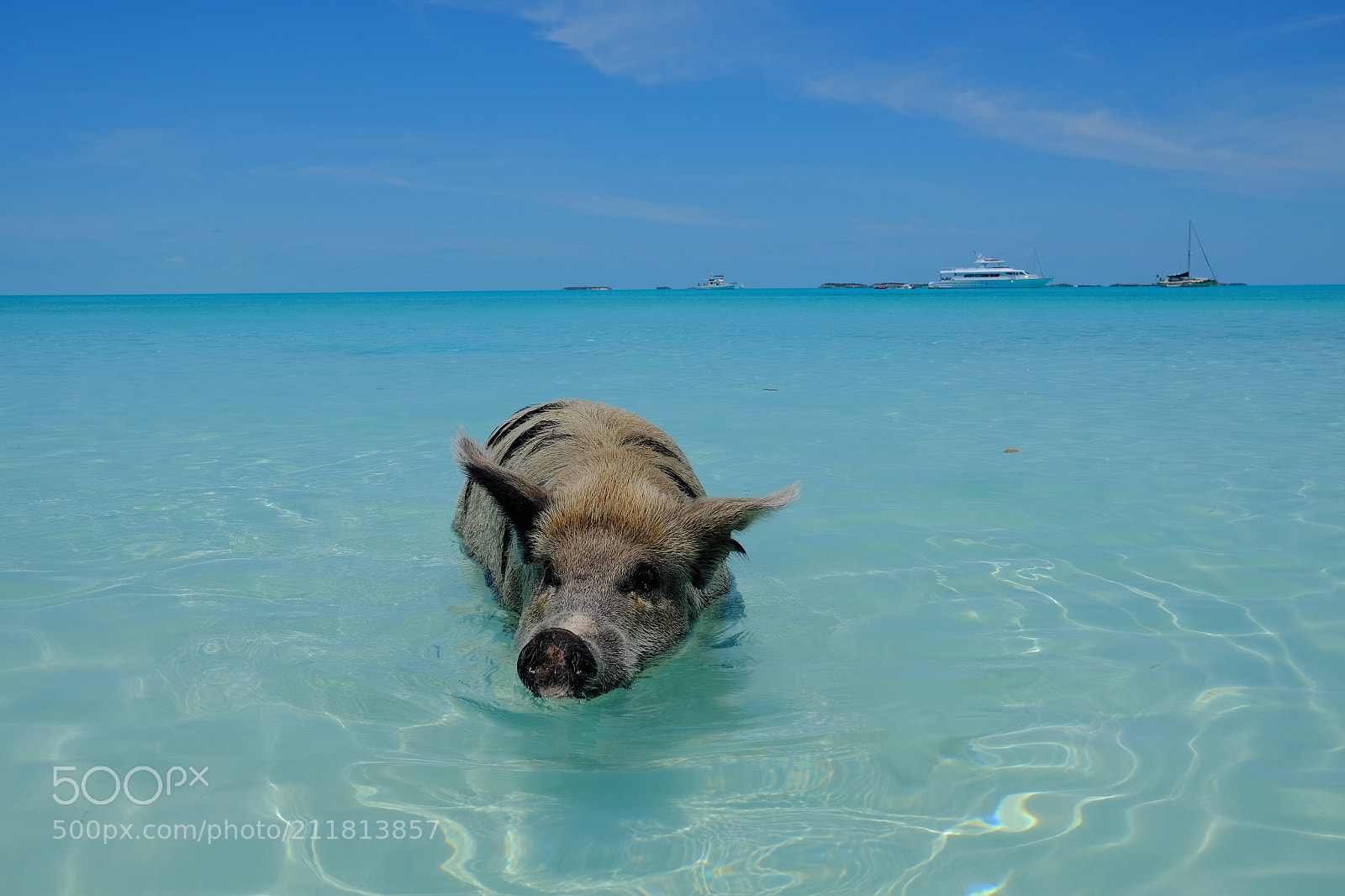 Fujifilm X-T1 sample photo. Exuma, swimming pigs photography