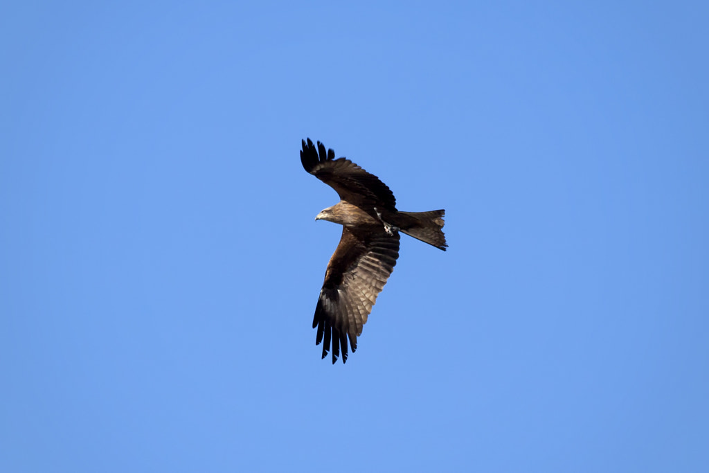 black kite - 1st shot by Nick Patrin on 500px.com