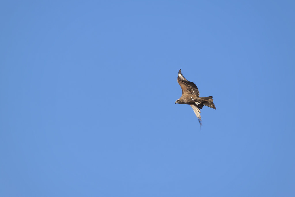 black kite - 2nd shot by Nick Patrin on 500px.com