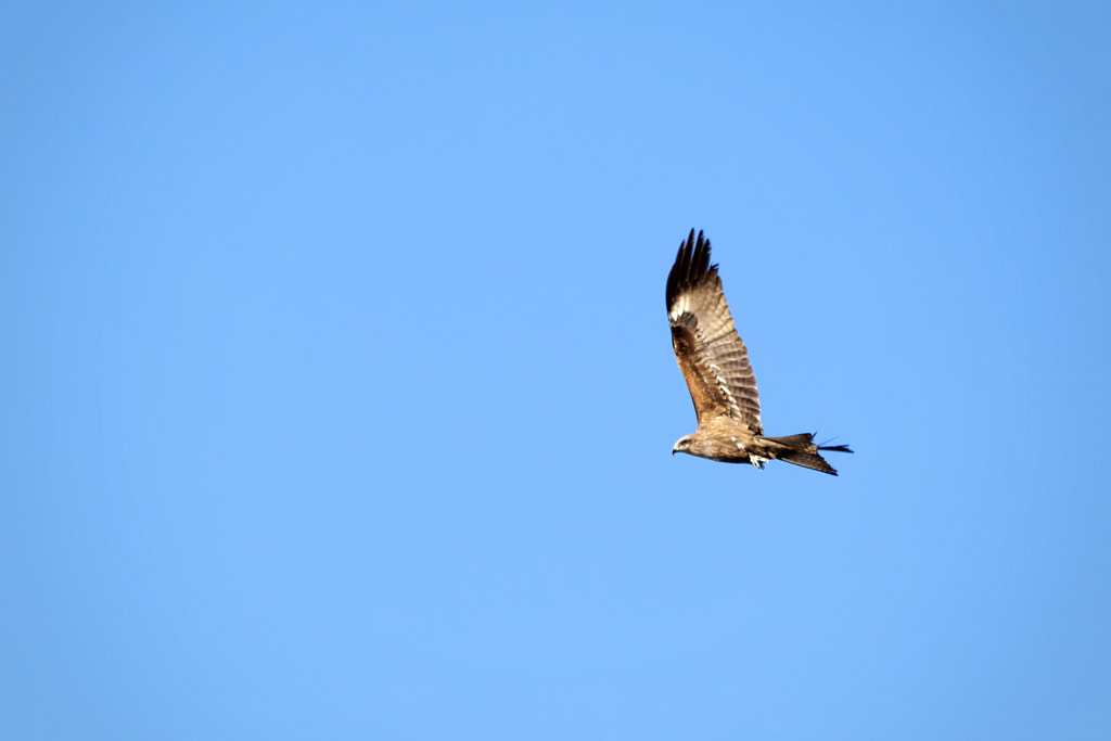 black kite - 3rd shot by Nick Patrin on 500px.com