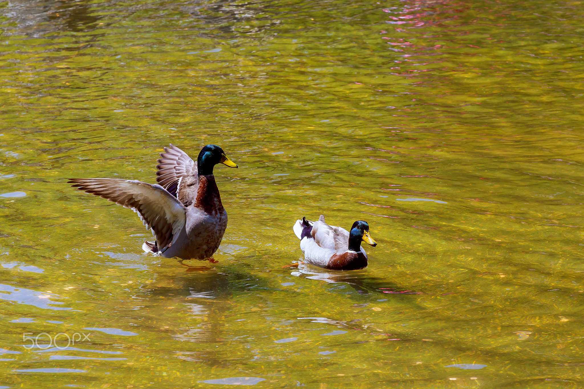 Lovely Duck swimming. Nature lake background.