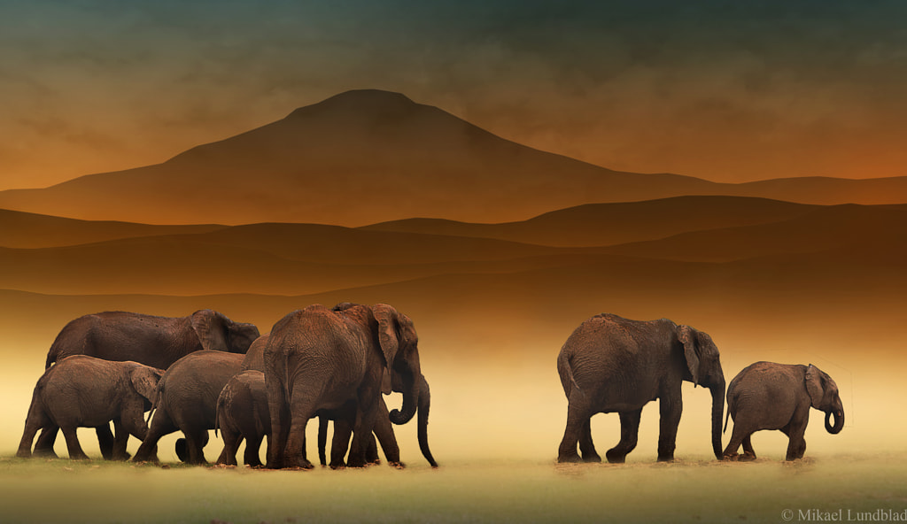 Elephants by Mikael Lundblad on 500px.com