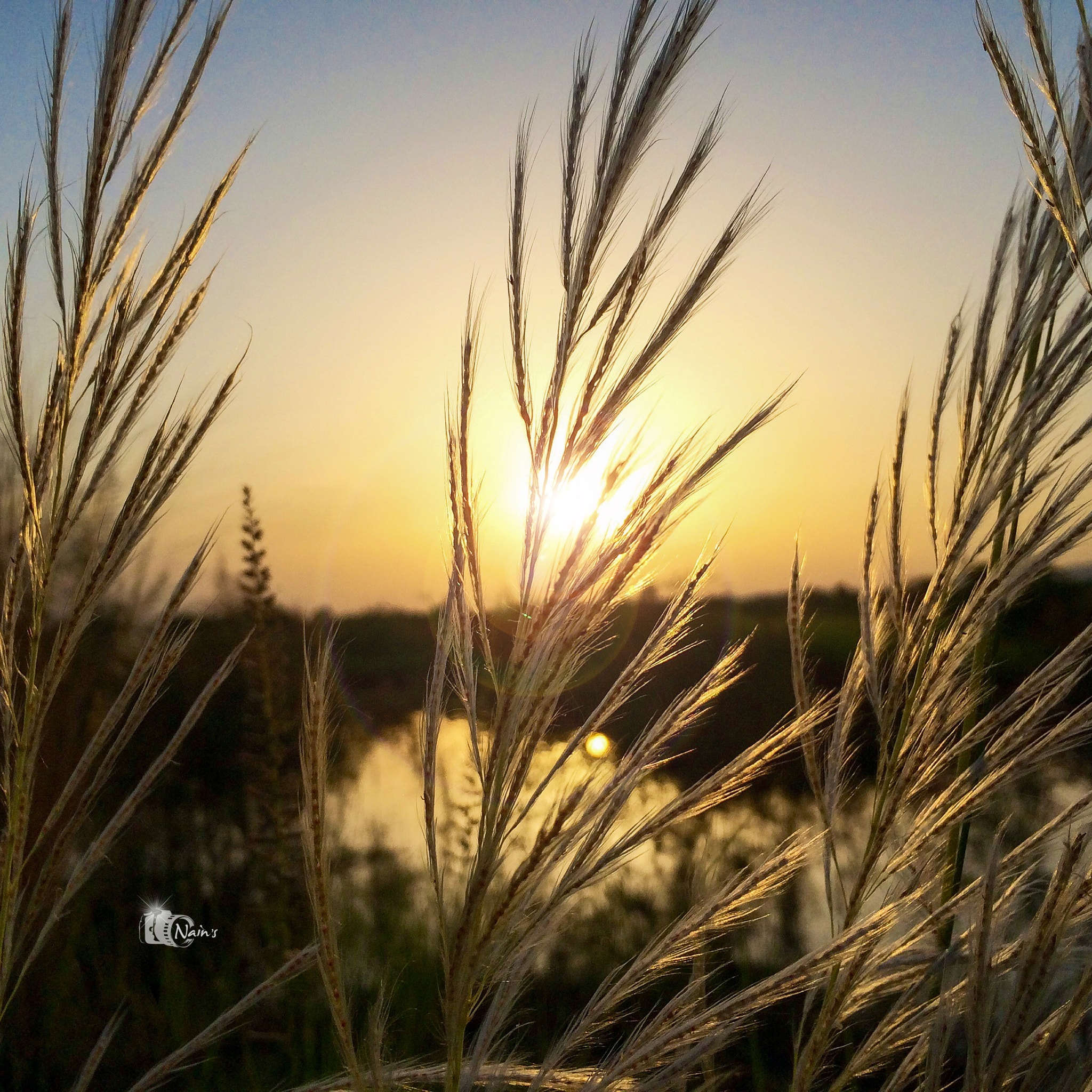 Sunset Details...