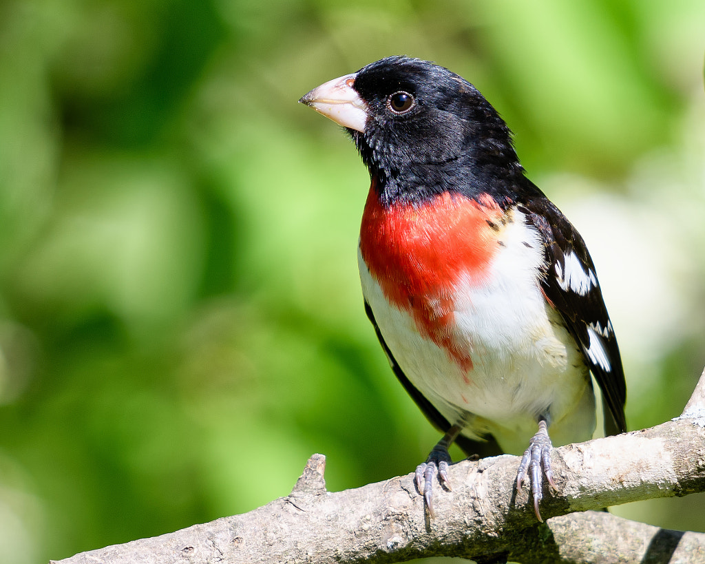 Rose-breasted grosbeak Red Breasted Birds: A Guide to the Most Colorful birds