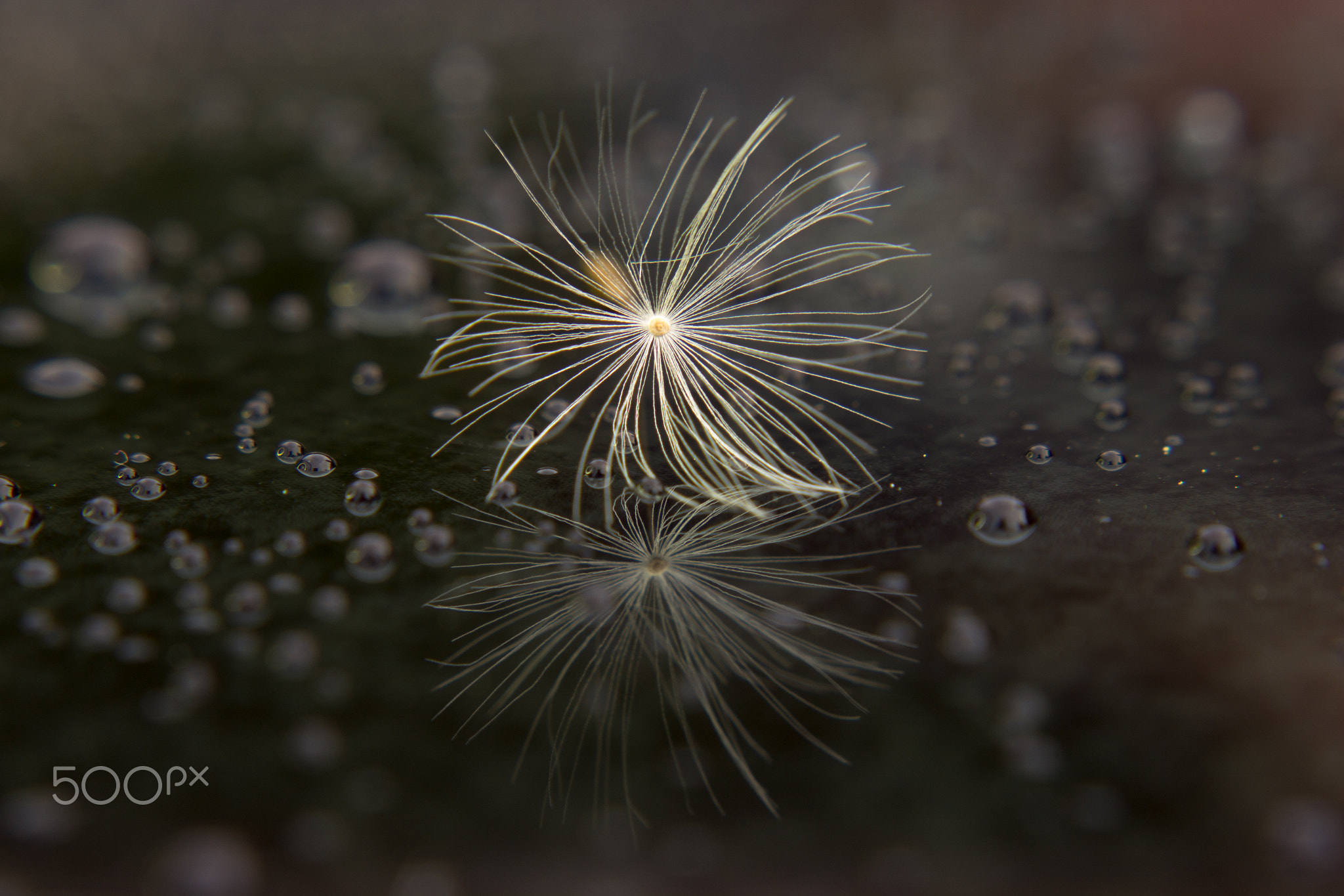 Seed of dandelion after rain