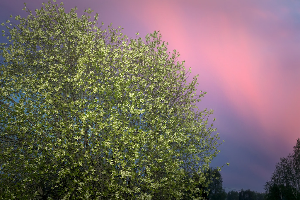 bird cherry and a beautiful sunset by Nick Patrin on 500px.com