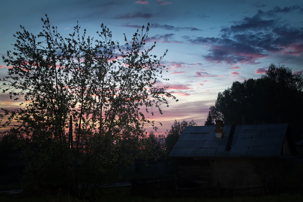 bird cherry on sunset by Nick Patrin on 500px.com