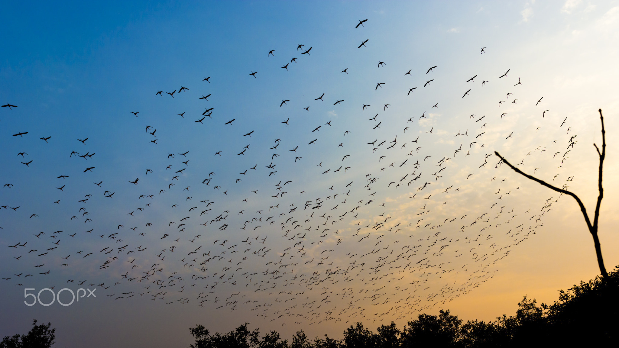 The Flamingos Storm