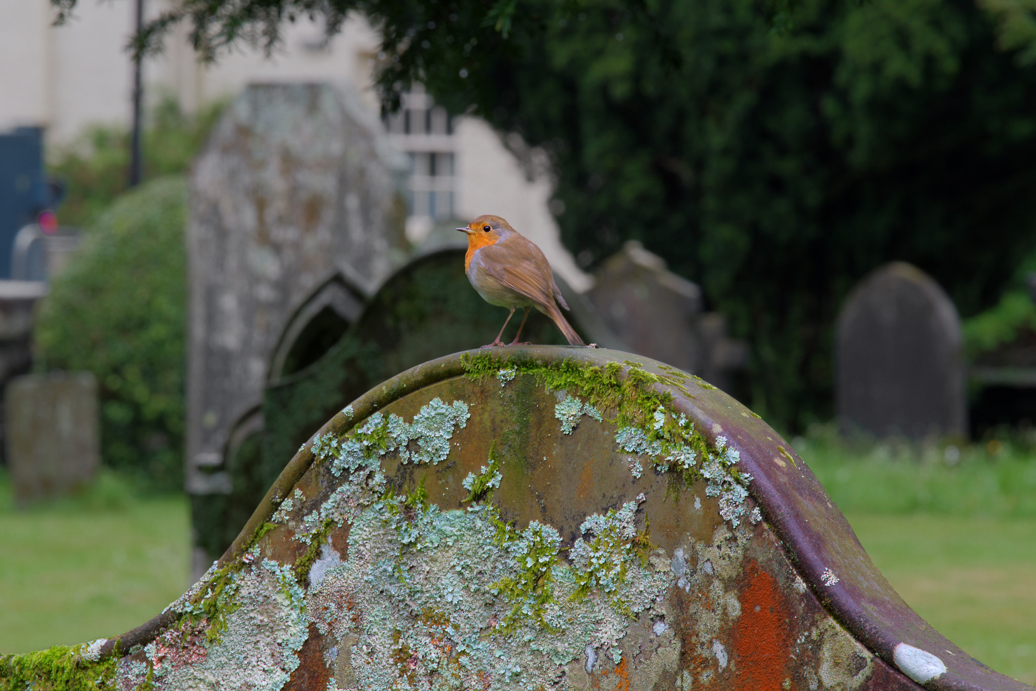 Robin on gravestone