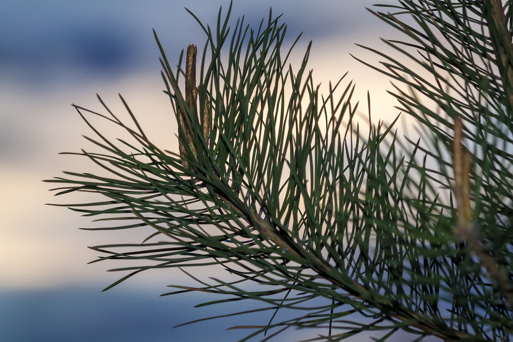 Needles at sunset by Nick Patrin on 500px.com