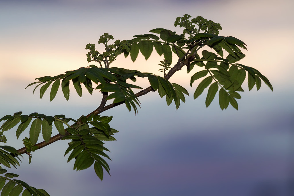 Rowan branch at sunset by Nick Patrin on 500px.com