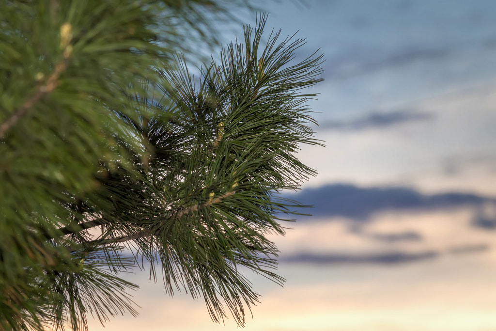 Pine needles at sunset by Nick Patrin on 500px.com