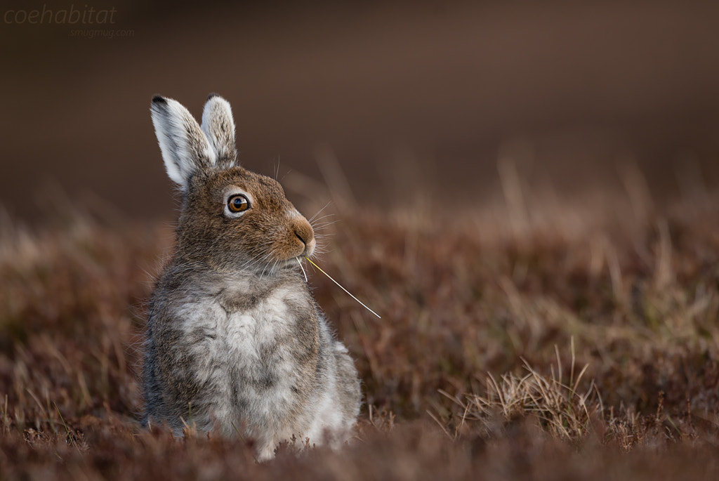 Vamp- hare... by John Coe on 500px.com