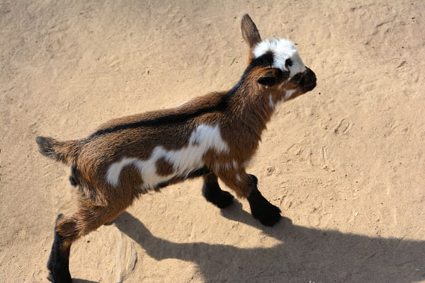 Goats Goats Goats