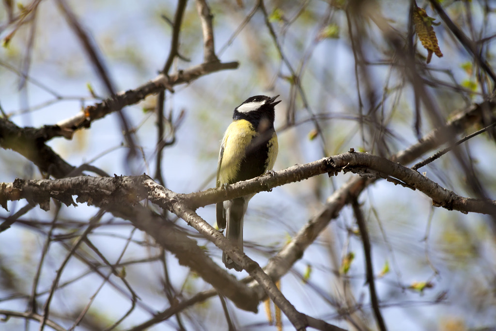 titmouse singing - 1st shot by Nick Patrin on 500px.com