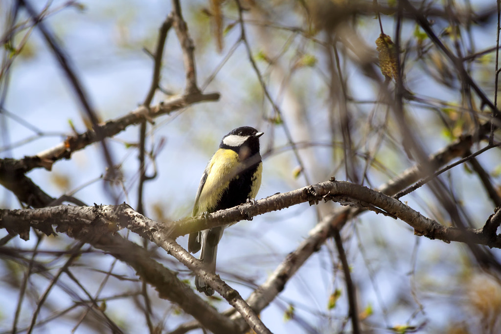 titmouse singing - 2nd shot by Nick Patrin on 500px.com