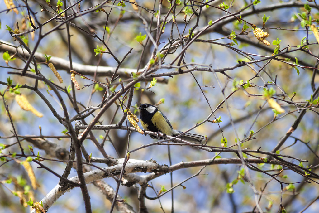 titmouse singing - 3rd shot by Nick Patrin on 500px.com