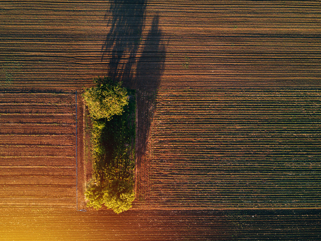 Aerial view of trees in field in sunset by Igor Stevanovic on 500px.com
