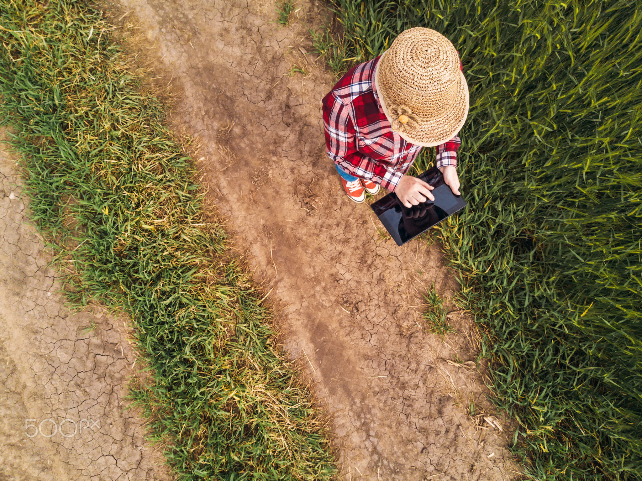 Female farmer using digital tablet computer in green wheat field