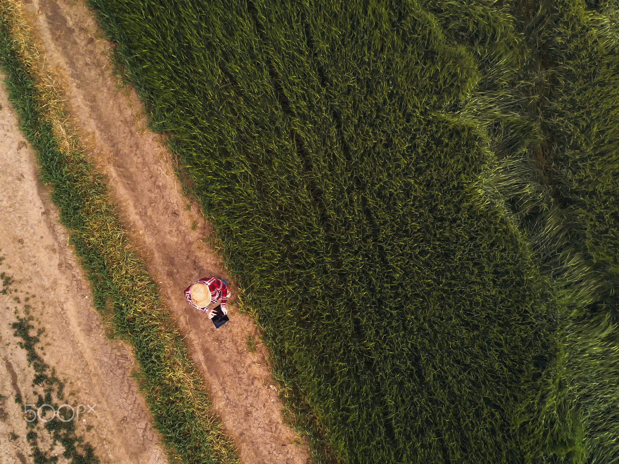 Female farmer using digital tablet computer in green wheat field