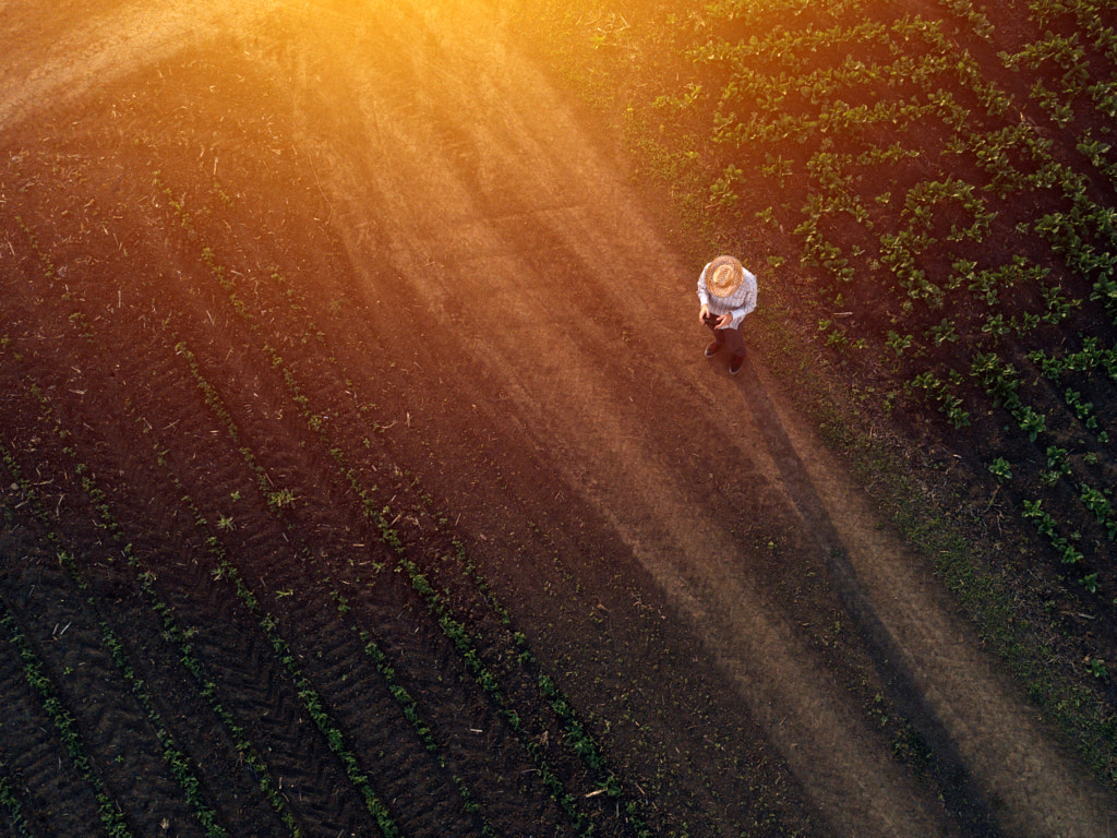 Farmer using drone in sugar beet crop field by Igor Stevanovic on 500px.com