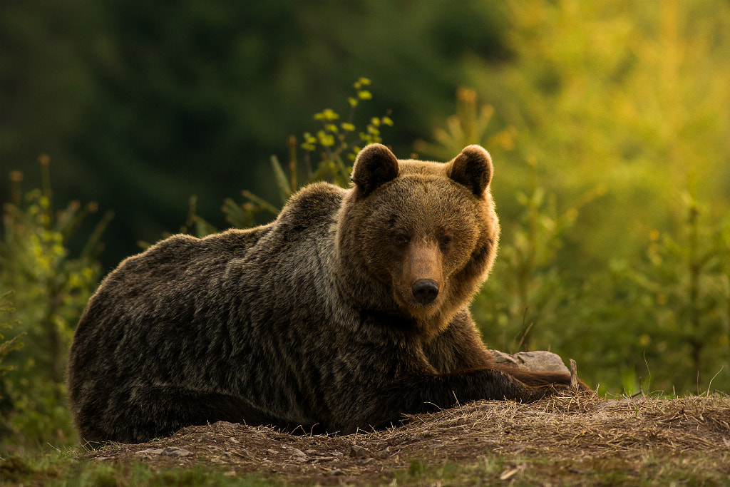 Brown bear by Richard Krchnak on 500px.com