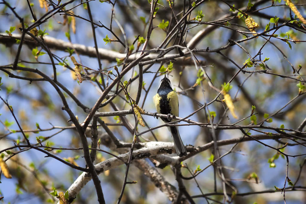 titmouse singing - 4th shot by Nick Patrin on 500px.com