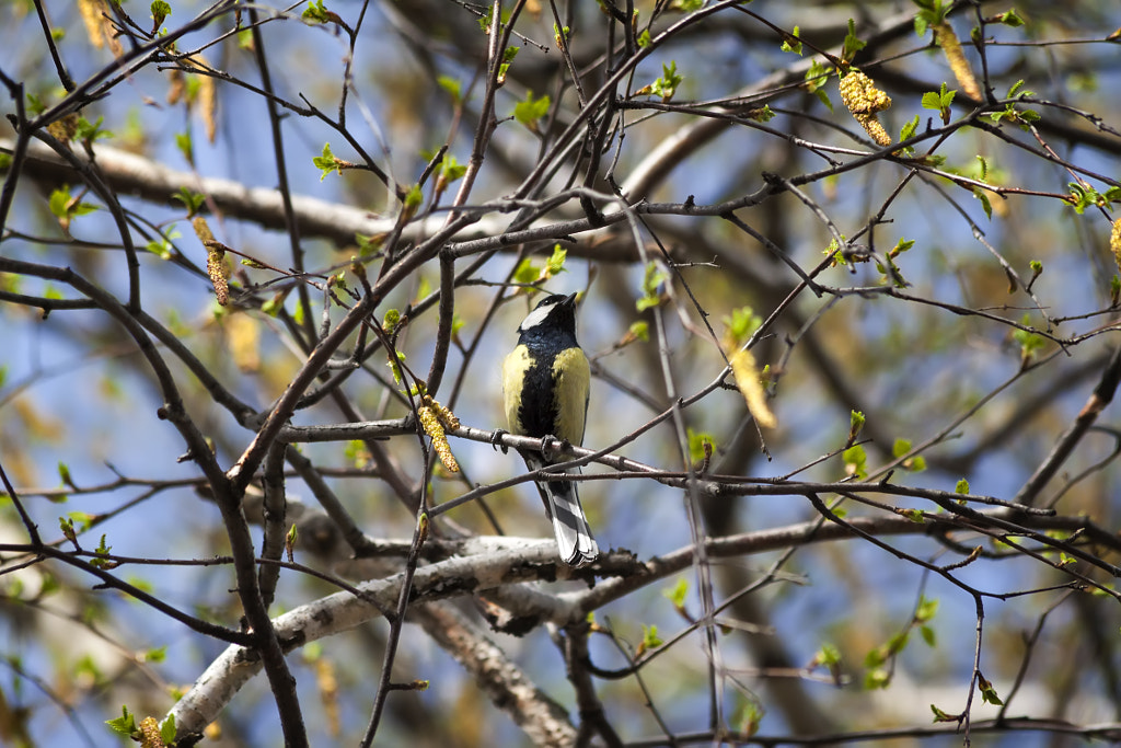 titmouse singing - 5th shot by Nick Patrin on 500px.com