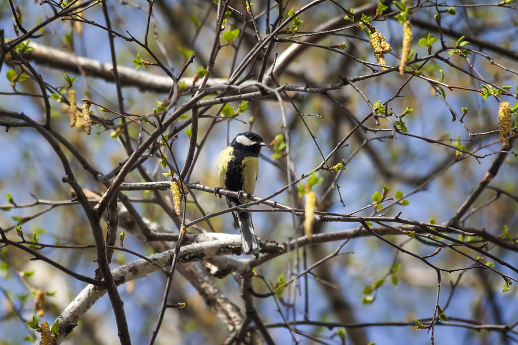 titmouse singing - 6th shot by Nick Patrin on 500px.com