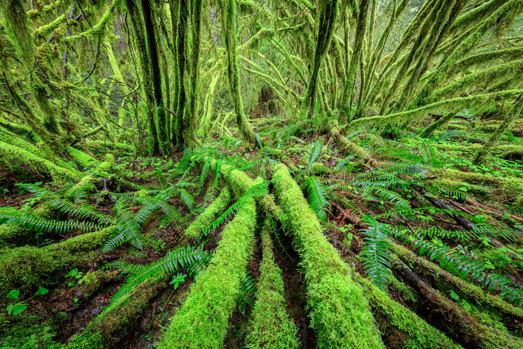 Symphony in Green
