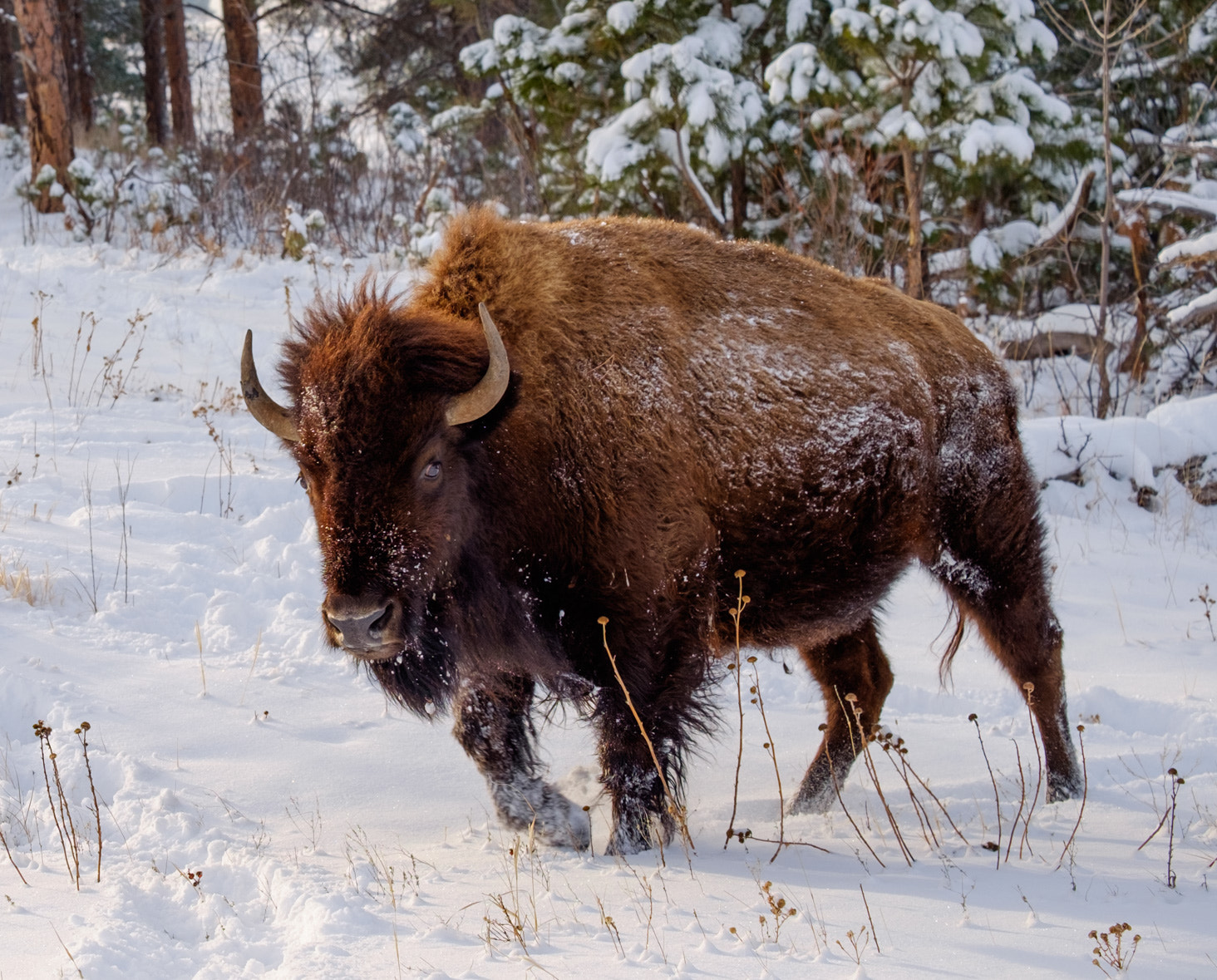 Buffalo in the snow