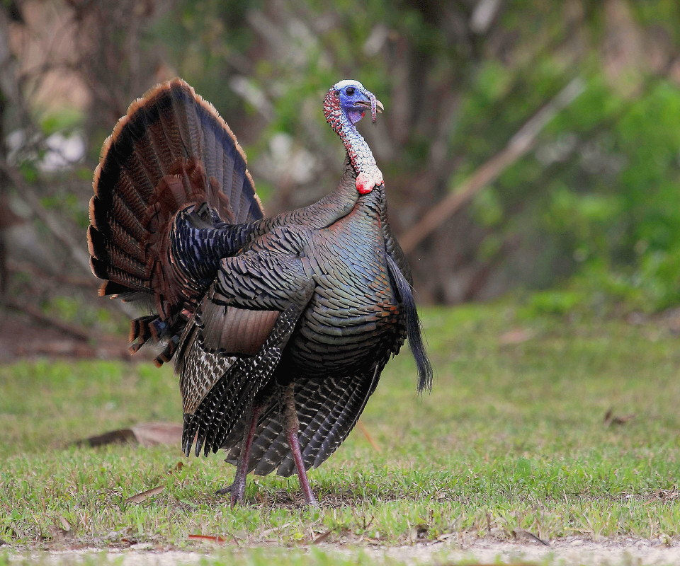 Osceola Turkey by Larry Frogge - Photo 2125492 / 500px