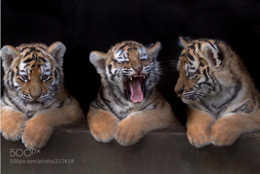 Photograph Amur Tiger Triplets, UK by Chris Balcombe