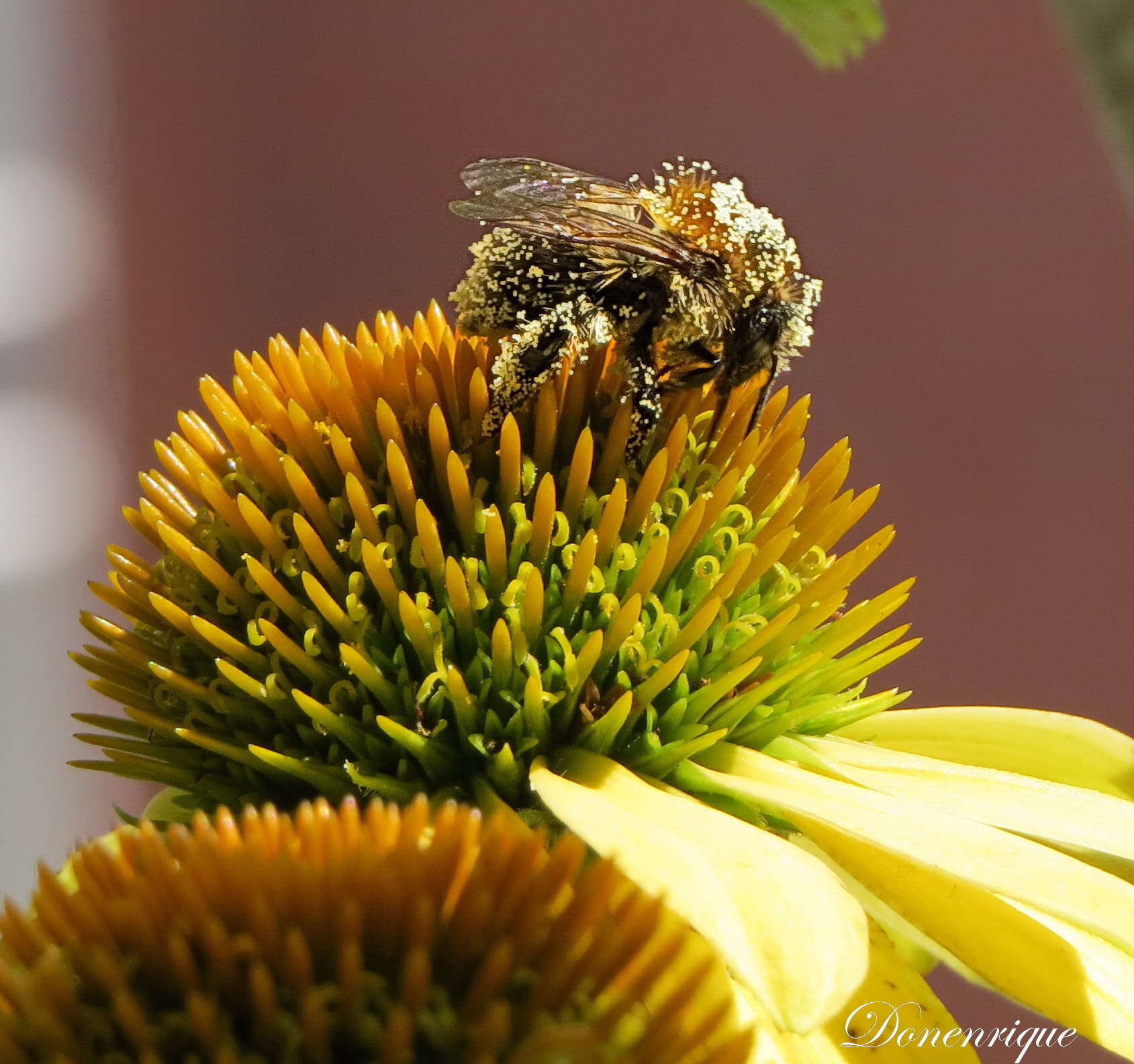 Pollen and bee