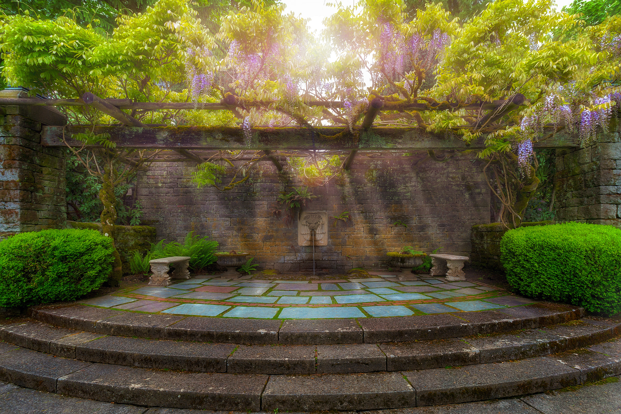 Wisteria Blooming on Trellis at Garden Patio