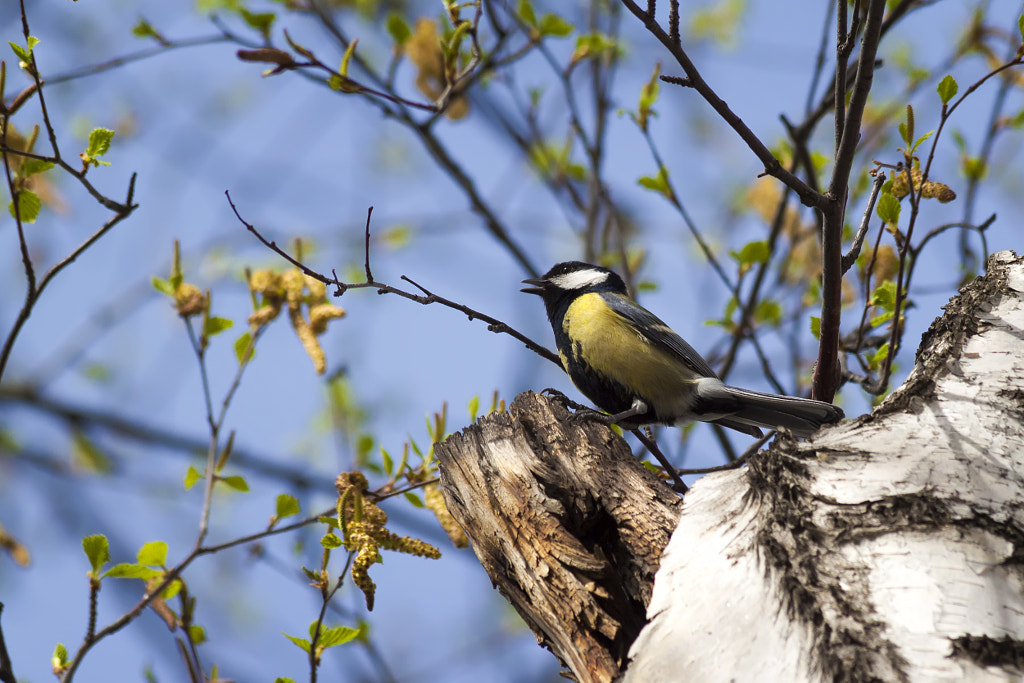 titmouse singing - 7th shot by Nick Patrin on 500px.com