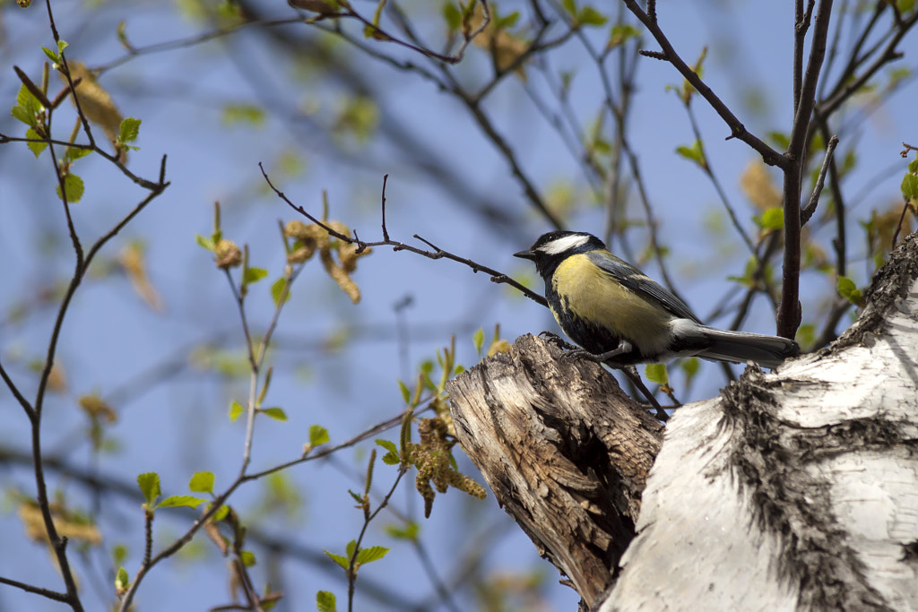 titmouse singing - 8th shot by Nick Patrin on 500px.com