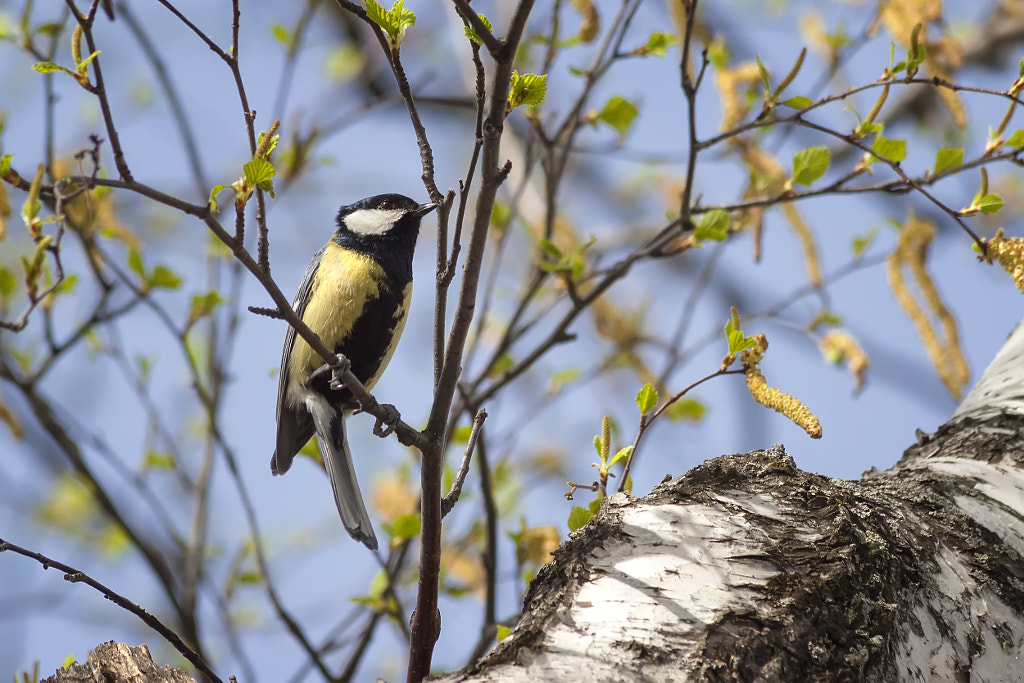 titmouse singing - 9th shot by Nick Patrin on 500px.com